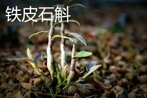 石斛的品种,常见的有铁皮石斛、鼓槌石斛等