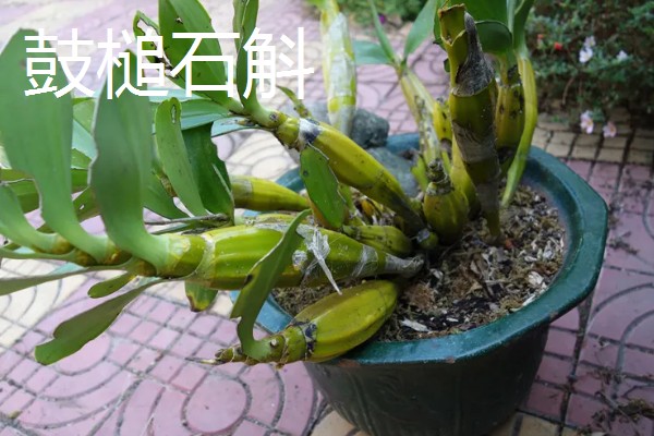 石斛的品种,常见的有铁皮石斛、鼓槌石斛等