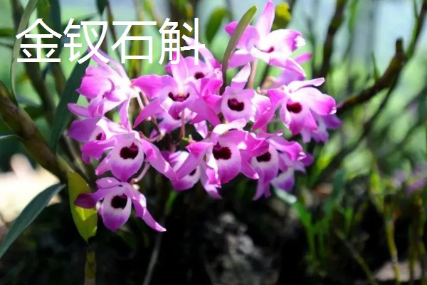 石斛的品种,常见的有铁皮石斛、鼓槌石斛等