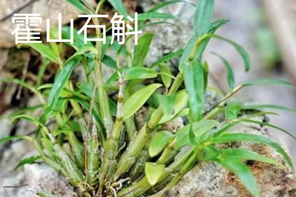 石斛的品种,常见的有铁皮石斛、鼓槌石斛等