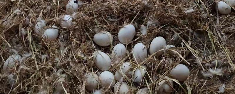 鹅一年产几个蛋，一年产45-70个蛋