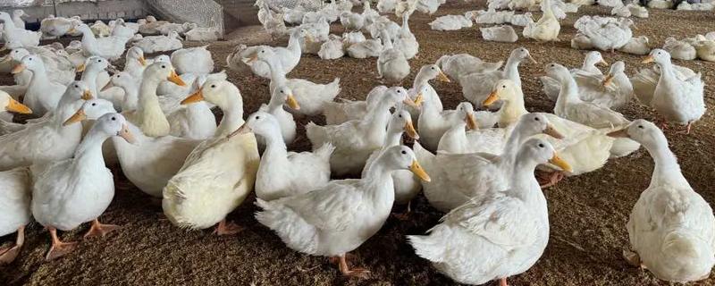 鸭子害怕哪些药物，有机氯、有机磷等类型的药物均容易致死