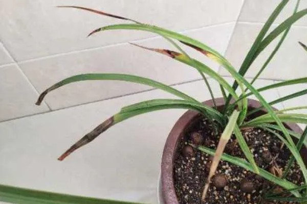 兰花叶子发黑干枯的原因，可能是湿度过低或水分不足所致