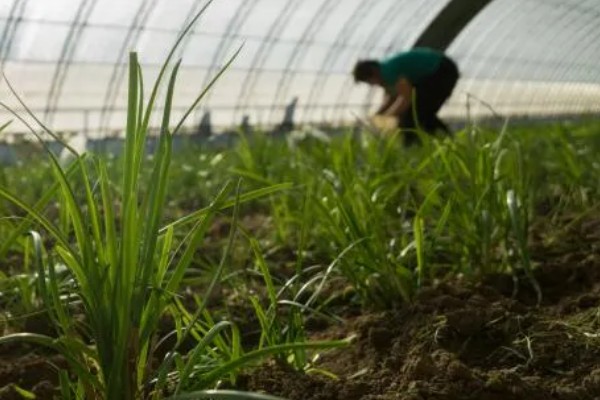 精异丙甲草胺的适用范围，可对玉米、大豆、花生等作物使用