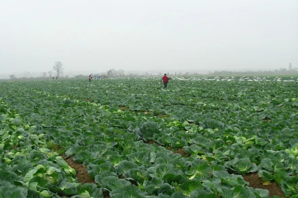 精异丙甲草胺的适用范围，可对玉米、大豆、花生等作物使用