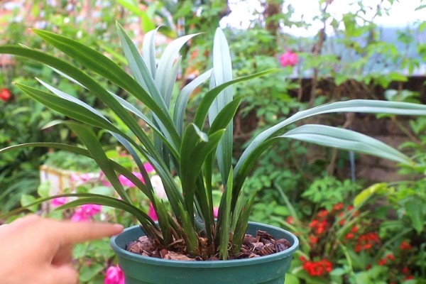 兰花叶子发黑干枯的原因，可能是湿度过低或水分不足所致