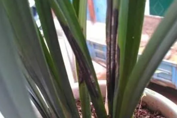 兰花叶子发黑干枯的原因，可能是湿度过低或水分不足所致