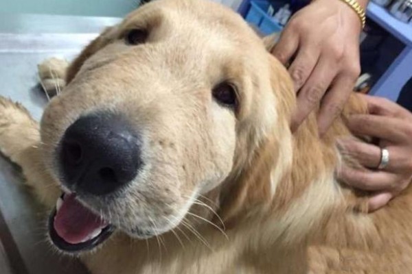 狗狗被马蜂蜇的处理措施，使用酸性物质擦拭伤口