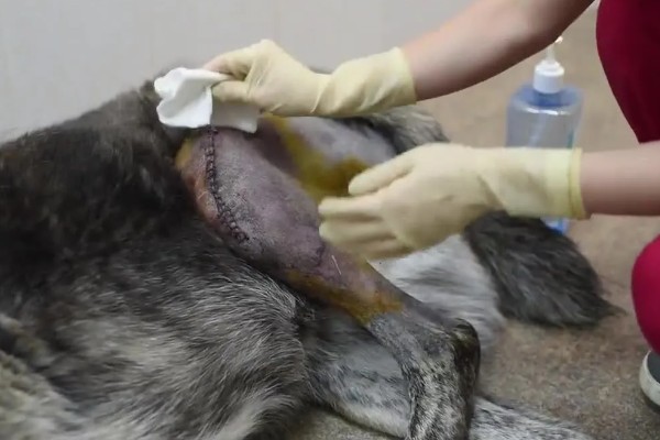 狗狗被马蜂蜇的处理措施，使用酸性物质擦拭伤口