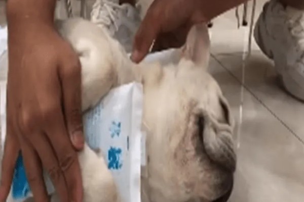 狗狗被马蜂蜇的处理措施，使用酸性物质擦拭伤口