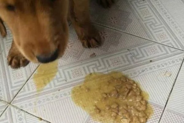 狗狗被马蜂蜇的处理措施，使用酸性物质擦拭伤口