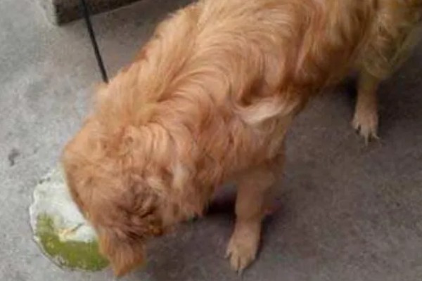 狗狗被马蜂蜇的处理措施，使用酸性物质擦拭伤口