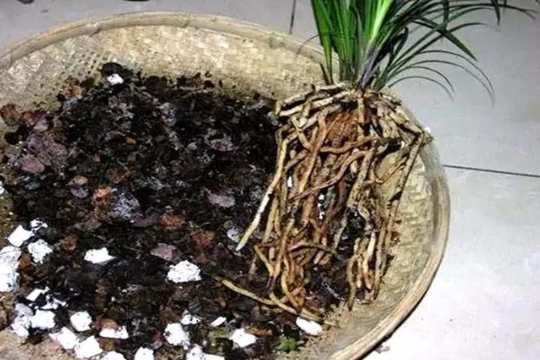 兰花叶子发黑干枯的原因，可能是湿度过低或水分不足所致