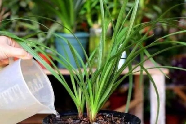 兰花叶子发黑干枯的原因，可能是湿度过低或水分不足所致