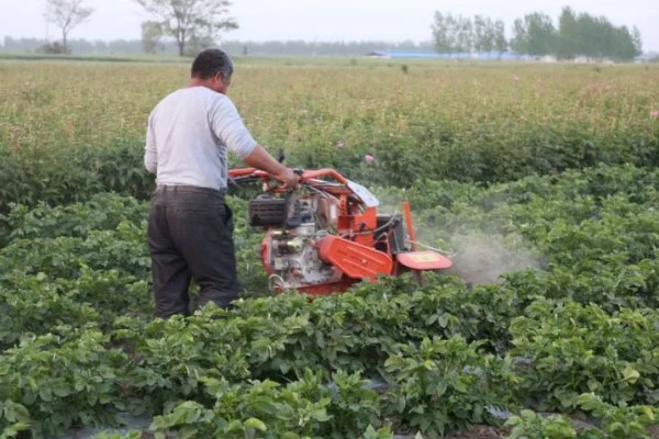 马铃薯青枯病怎么防治，发病初期可喷施农用链霉素