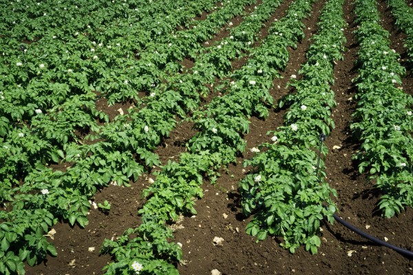 马铃薯青枯病怎么防治，发病初期可喷施农用链霉素