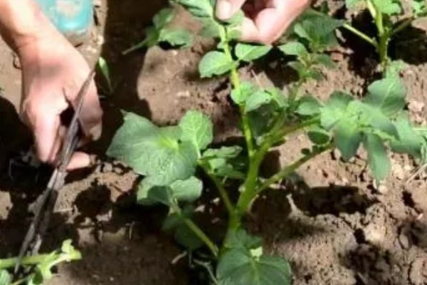 马铃薯青枯病怎么防治，发病初期可喷施农用链霉素