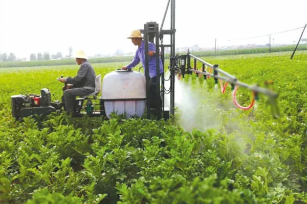 马铃薯青枯病怎么防治，发病初期可喷施农用链霉素