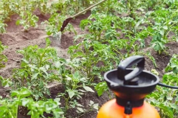 马铃薯青枯病怎么防治，发病初期可喷施农用链霉素