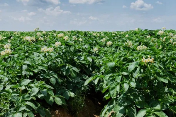 马铃薯青枯病怎么防治，发病初期可喷施农用链霉素