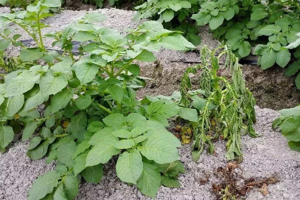 马铃薯青枯病怎么防治，发病初期可喷施农用链霉素