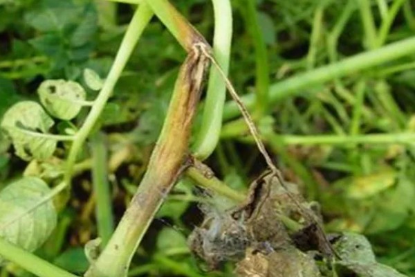 马铃薯青枯病怎么防治，发病初期可喷施农用链霉素