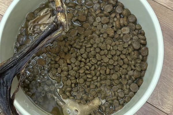 狗粮怎么泡,用40-70度的温水泡