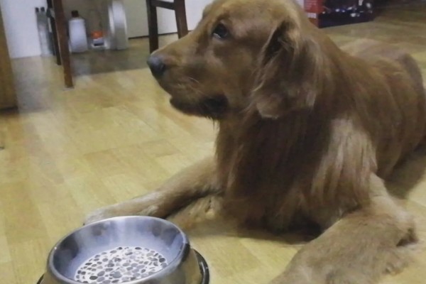 狗粮怎么泡,用40-70度的温水泡