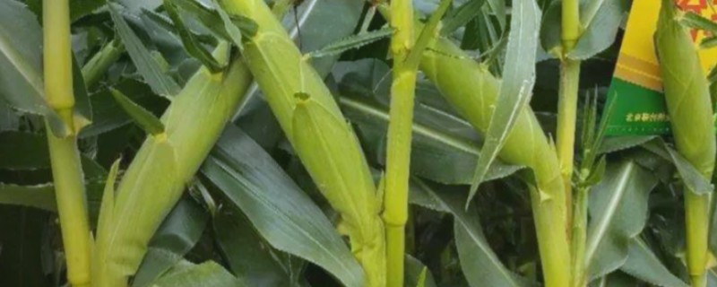 硬粒玉米的品种，有京科25、新引KX9384等