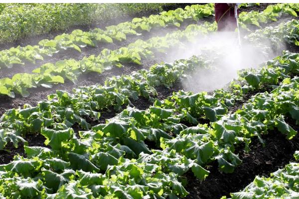 溴氰菊酯能打菜吗，可以对蔬菜使用