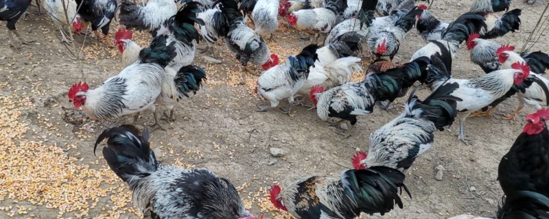 哪种鸡有五个脚趾，贵妃鸡有五个脚趾