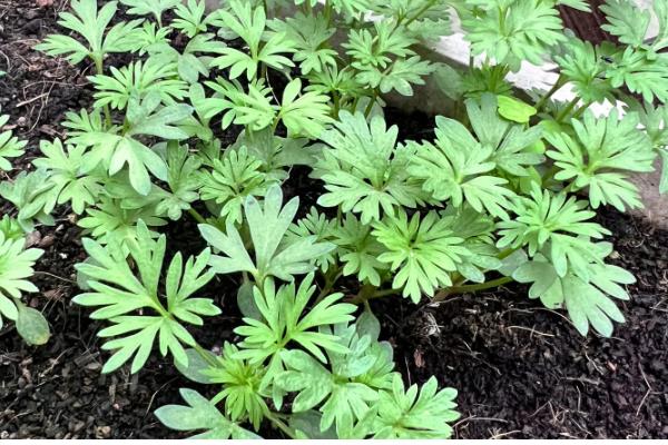 飞燕草怎么种植,播种后覆盖薄土并浇水