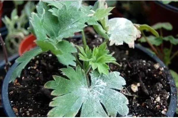 飞燕草怎么种植,播种后覆盖薄土并浇水