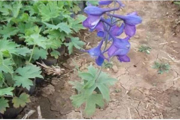 飞燕草怎么种植,播种后覆盖薄土并浇水