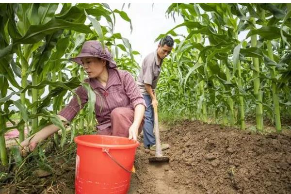 玉米得了黄锈病如何防治,可农业防治也可药物防治