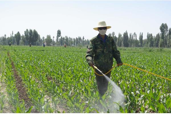 玉米得了黄锈病如何防治,可农业防治也可药物防治