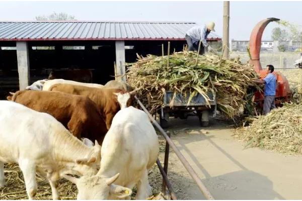 玉米得了黄锈病如何防治,可农业防治也可药物防治