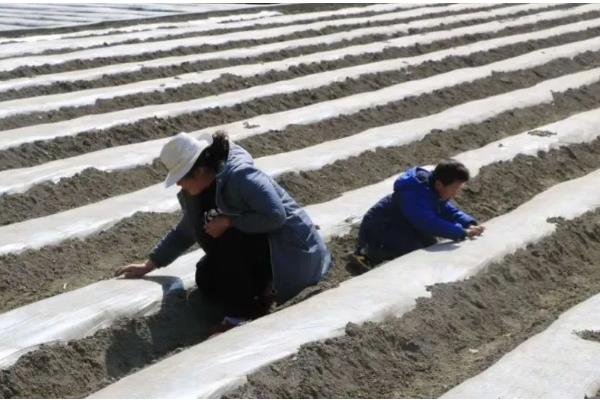 赤小豆如何种植，一般都采用条播或穴播