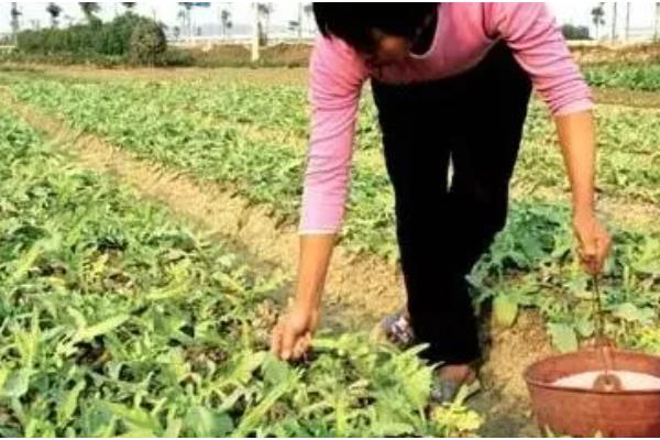 赤小豆如何种植，一般都采用条播或穴播