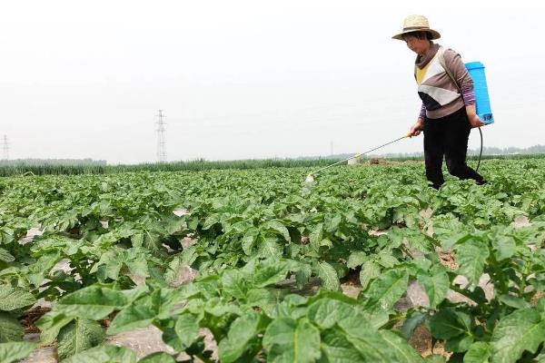 赤小豆如何种植，一般都采用条播或穴播