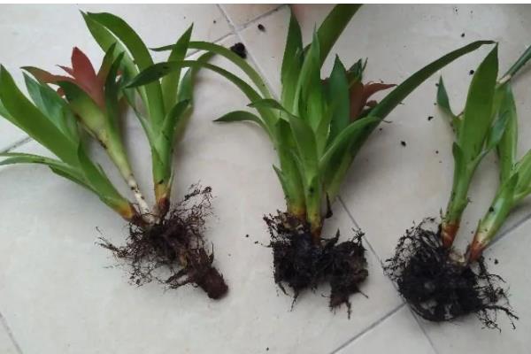 鸿运当头花期过后的处理方法，可分株处理