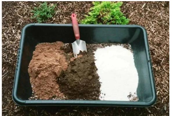 鸿运当头花期过后的处理方法，可分株处理