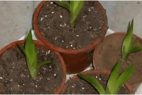 鸿运当头花期过后的处理方法，可分株处理