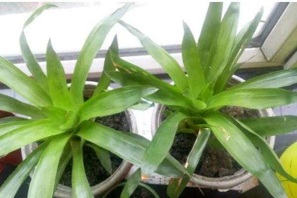 鸿运当头花期过后的处理方法，可分株处理