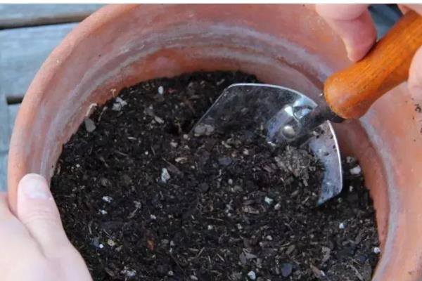 鸿运当头花期过后的处理方法，可分株处理