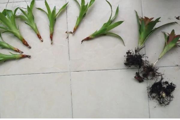 鸿运当头花期过后的处理方法，可分株处理