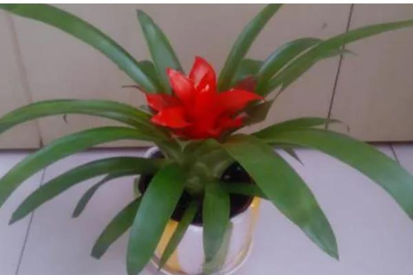 鸿运当头花期过后的处理方法，可分株处理