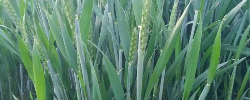 如何诊断小麦的苗情，首先从长相判断