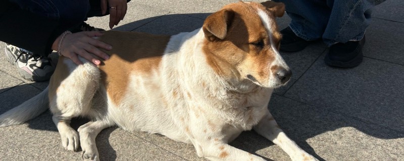 如何避免狗狗得脑炎，要定期注射疫苗