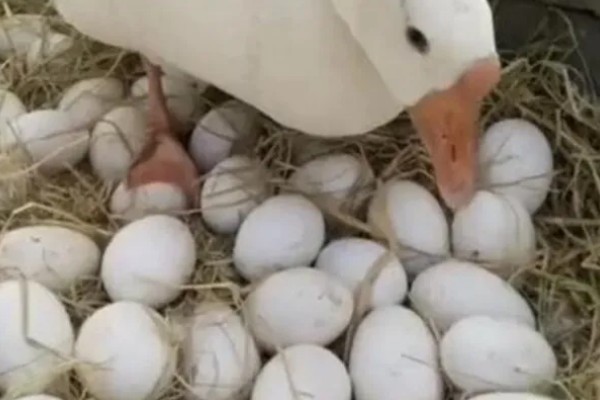 鹅一年产几个蛋,一年产45-70个蛋